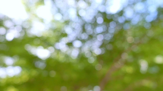 散景树在热带雨林，草木背景。视频素材