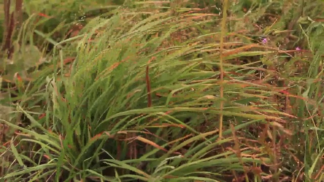 草地上秋季草地视频背景视频素材