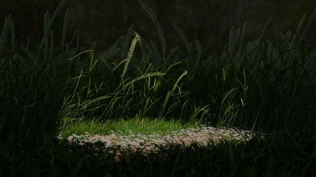 夜晚的草地，有青草，雏菊和聚光灯视频下载