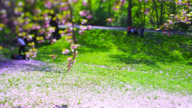 5月2日，在美国纽约中央公园，无数的樱花花瓣飞舞着，覆盖了草坪。视频素材