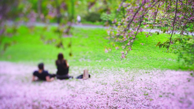 5月4日，在美国纽约中央公园，一对年轻夫妇坐在落下的樱花花瓣上。视频素材