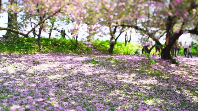 5月4日，在美国纽约中央公园的草坪上，散落着无数的樱花花瓣。视频素材