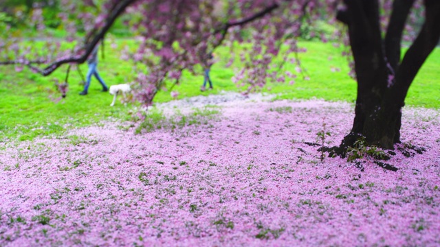 5月4日，美国纽约中央公园的草坪上散落着无数花瓣。视频素材