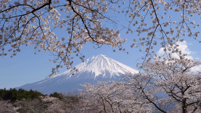 富士山上樱花盛开视频素材