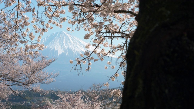 春光明媚的富士山樱花盛开(聚焦架)视频素材