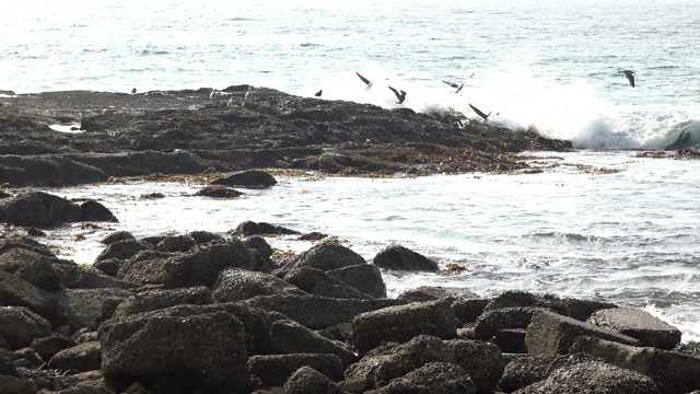 当海浪撞击岩石时，海鸥就会飞翔视频素材