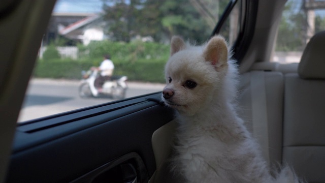 白色博美犬在车里视频素材