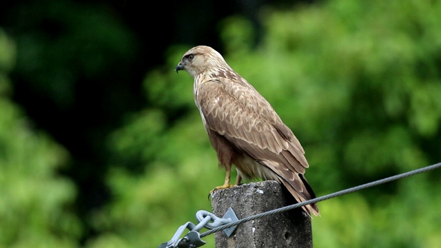 常见的秃鹰。Buteo Buteo视频素材