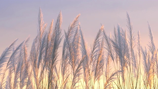 风吹芦苇花与夕阳照明视频素材