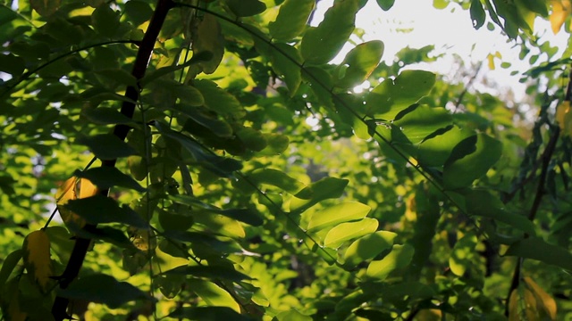 秋风吹得树叶沙沙作响，太阳透过树叶照了进来。秋天的风景视频素材