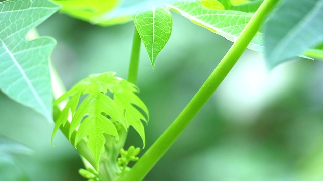 木瓜果实的特性可以滋养大脑和大脑，与酶，帮助消化，防止坏血病视频素材