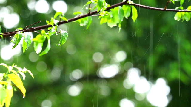 雨点在花园和模糊的绿色背景树枝移动的风和阳光在下午的树叶反射2视频素材