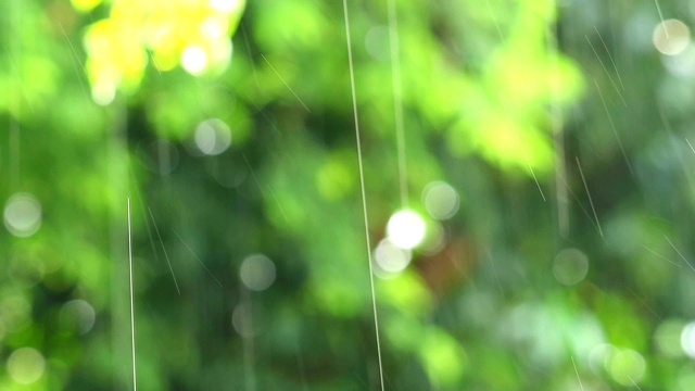 模糊的雨滴在花园里，绿叶被风吹动视频素材