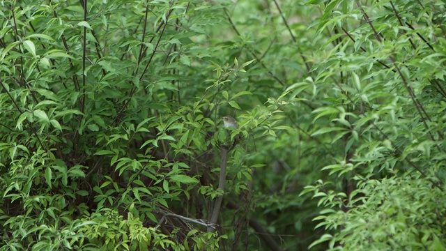 阿联酋野生动物:鸟类视频素材