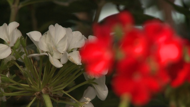 鲜花和植物视频素材