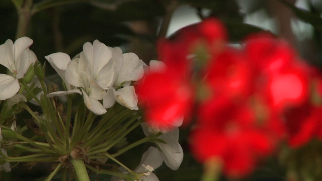 鲜花和植物视频素材