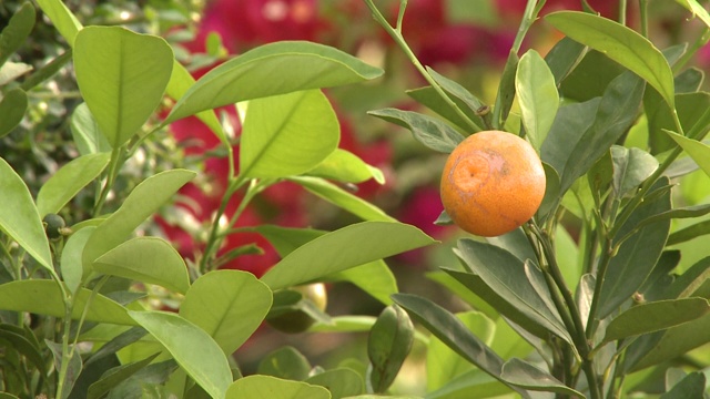 鲜花和植物视频素材