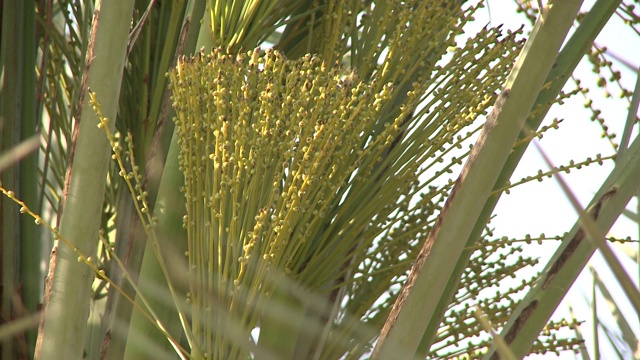 鲜花和植物视频素材