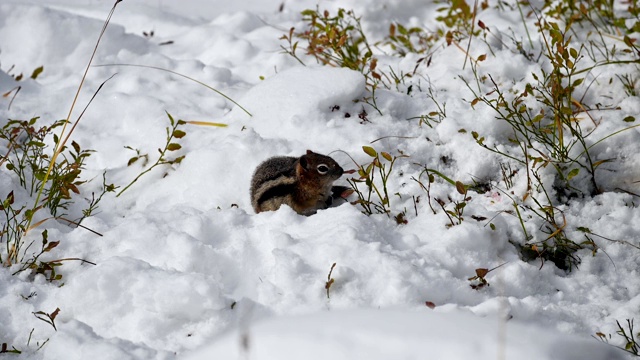 红松鼠正在一堆雪上寻找食物视频素材