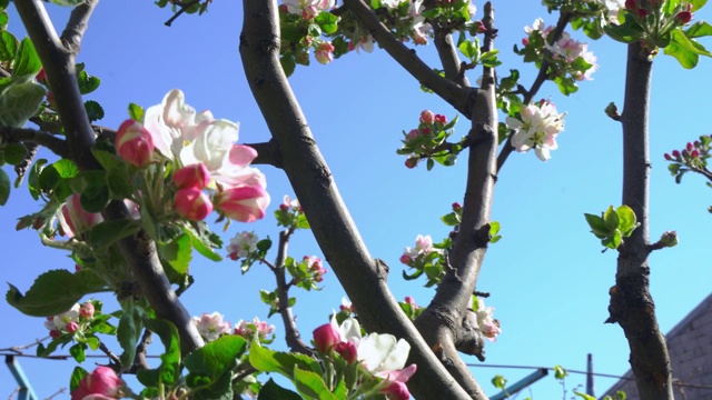 苹果花特写视频素材