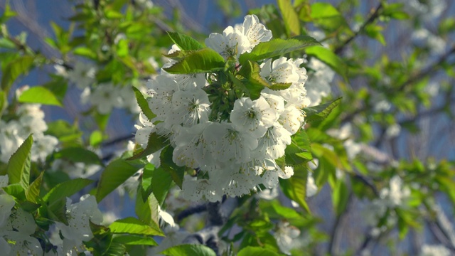 苹果花特写视频素材