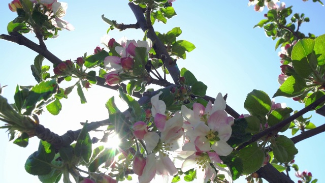 苹果花特写视频素材