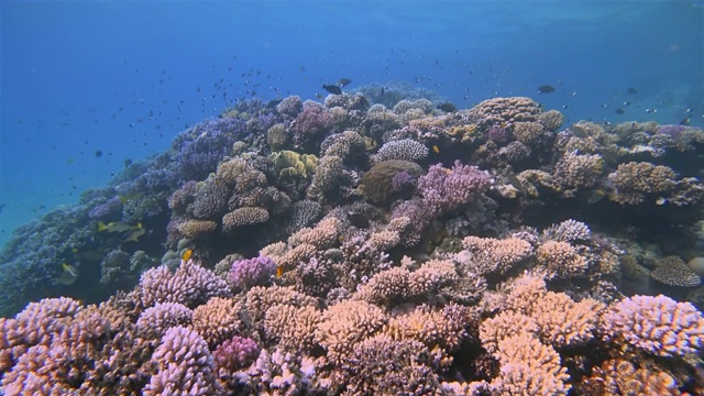 美丽的珊瑚礁上的海洋生物和许多热带鱼在红海-马萨阿拉姆视频素材