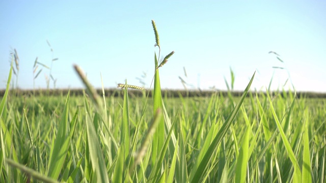 畜牧草原视频下载