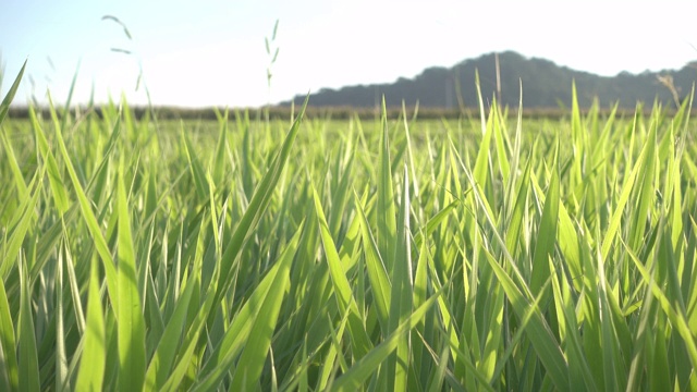 畜牧草原视频下载