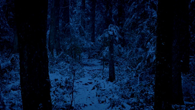 在夜晚穿过白雪覆盖的树林视频素材