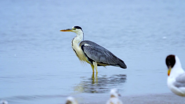 在初夏的早晨，一种白鹭(Ardea cinerea)站在浅水里，吃完饭后休息。视频素材