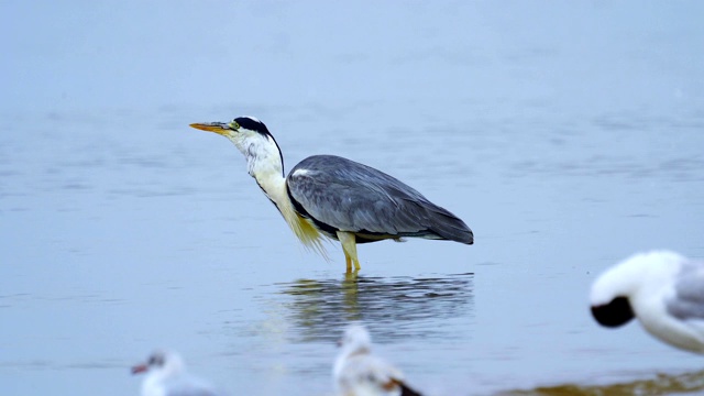 在初夏的早晨，一种白鹭(Ardea cinerea)站在浅水里，吃完饭后休息。视频素材