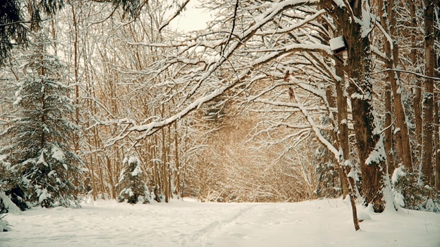 美丽的雪林在圣诞节前的12月视频素材