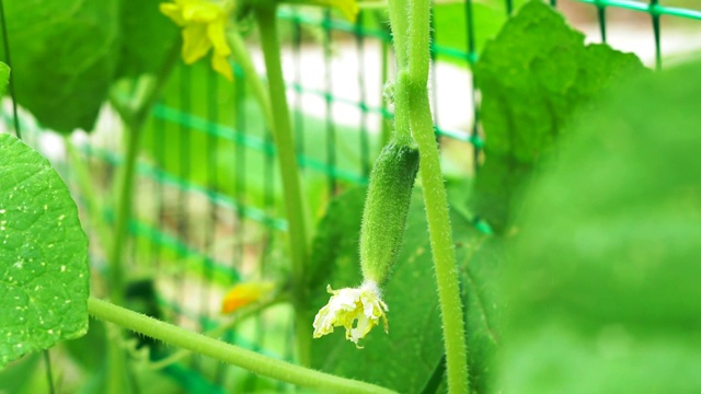 种植的黄瓜。在温室里种植黄瓜。绿黄瓜长在灌木上。花园的业务。开花的黄瓜。环保。视频素材