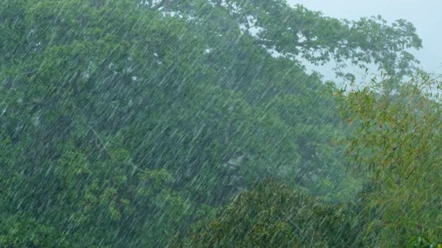 倾盆大雨落在树上。加拉加斯,委内瑞拉视频素材