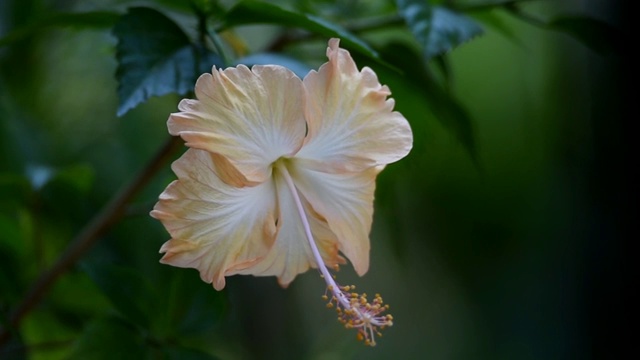 这种花是一种桔黄色的花视频素材