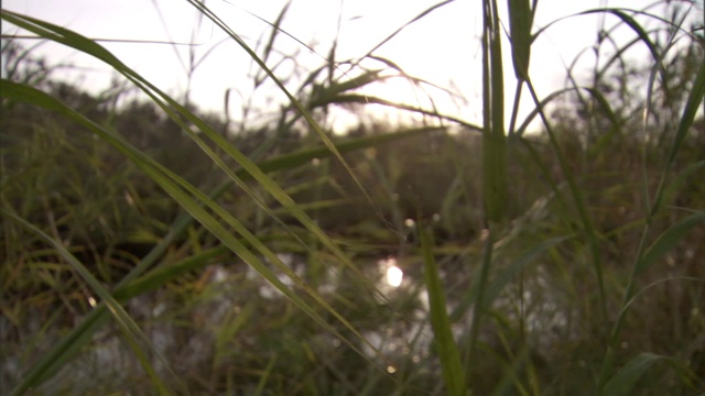 沼泽里的草在微风中摇动。视频素材