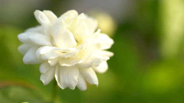 近距离观察美丽的茉莉花视频素材