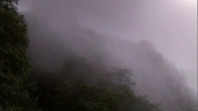 浓雾笼罩着丛林。视频素材