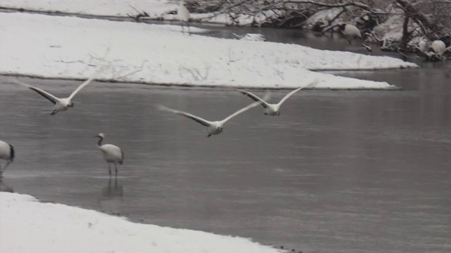 日本北海道的三只日本鹤视频素材