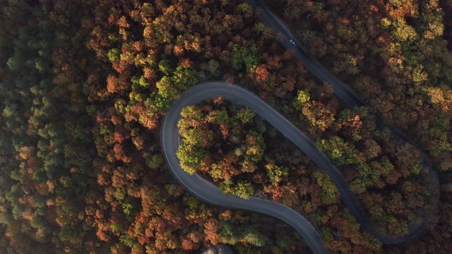 秋天森林里弯弯曲曲的路视频素材