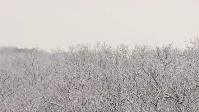 日本北海道的五只鹤视频素材