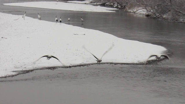 三架日本起重机起飞，北海道，日本视频素材