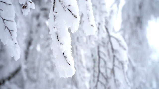 冰雪覆盖的分支视频素材