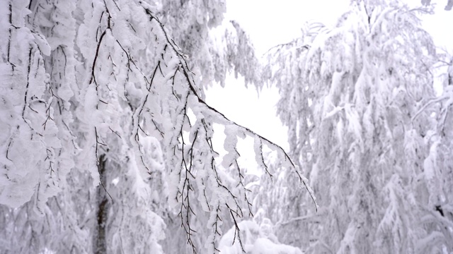 冰雪覆盖的分支视频素材