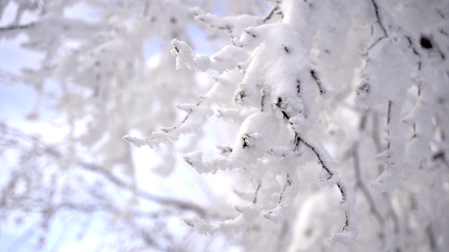 冰雪覆盖的分支视频素材