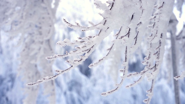 冰雪覆盖的分支视频素材