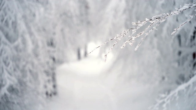 冰雪覆盖的分支视频素材