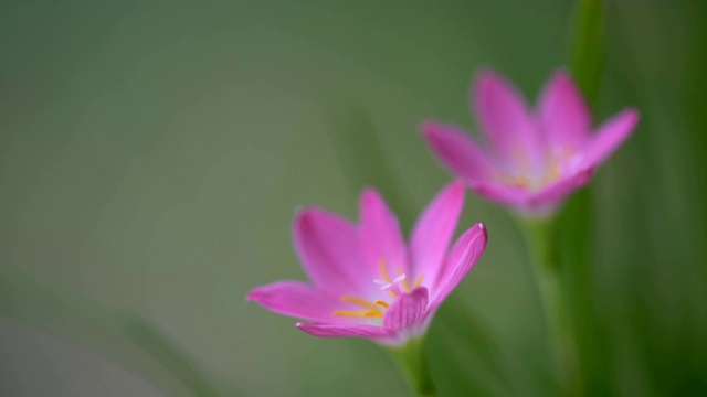 粉雨百合视频素材