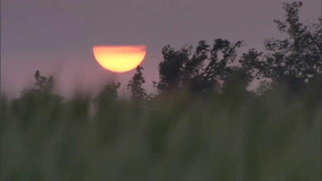 炽热的太阳在草地和树丛后面落下。视频素材